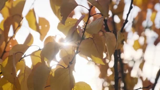 Gul Foliage Træ Gren Mod Himlen Solen Efteråret Naturen Baggrund – Stock-video