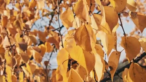 在大自然天空中的树枝上挂着黄色的叶子 叶脉在轻风中飘扬的背景 秋天的颜色 树上的金黄色叶子 概念平静和安宁 — 图库视频影像