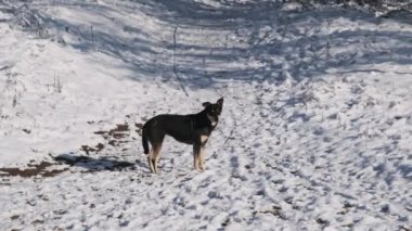 Kış ormanında evsiz bir köpek yavaş çekimde kameraya bakar. Kışın karlı bir arazide yiyecek arayan yalnız bir sokak köpeği. Evsiz hayvanlar, evcil hayvanlar, vahşi doğa