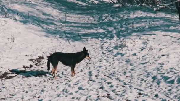 Een Zwerfhond Het Winterbos Kijkt Naar Camera Rent Weg Door — Stockvideo