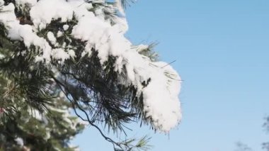 Kar, bir çam ağacının dalından mavi gökyüzüne karşı ağır çekimde sarsılır. Karlı çam dalları yakın plan. Kışın kozalaklı karlı ağaç. Güzel kış manzarası. Karla kaplı ağaç dalları