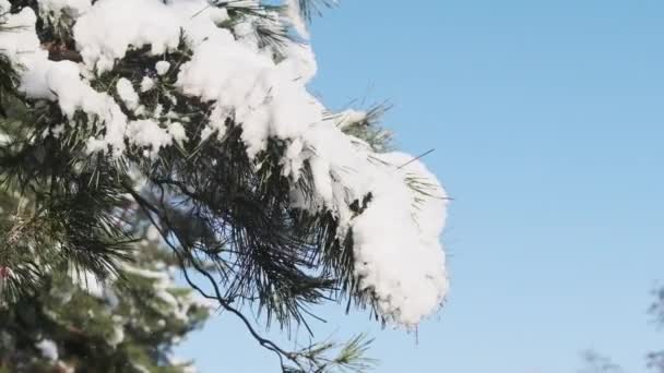 Sníh Pomalu Otřese Větve Borovice Proti Modré Obloze Zasněžené Borové — Stock video