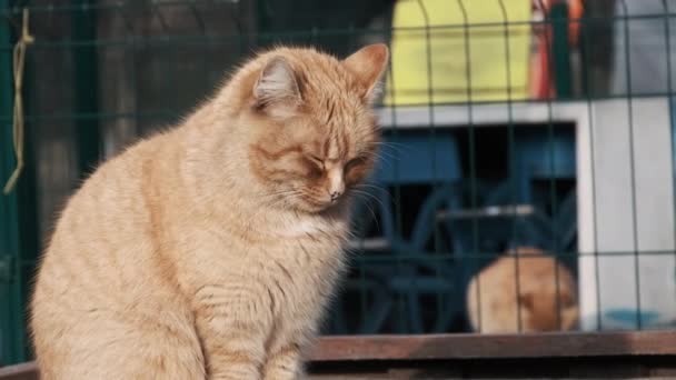 Бездомний Червоний Кіт Сидить Парку Повільно Білий Кіт Сонячний День — стокове відео