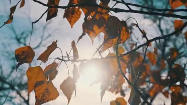 秋天的黄叶落在树梢上 映衬着天空 映衬着阳光 叶脉在轻风中飘扬的背景 秋天的颜色 金黄色的树叶 概念平静和安宁 — 图库视频影像