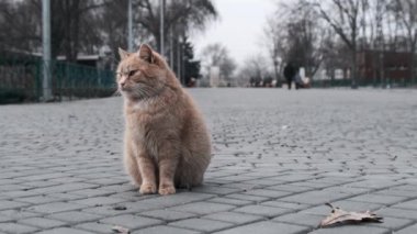A lonely stray ginger cat sits close-up on the sidewalk in a gray city park in slow motion. Hungry homeless cat looking for food. Wild cute cat in nature on a spring day. Cute wildcat outdoor. 4K