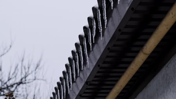 Icicles Hang Roof House Winter Day Row Winter Icicles Hang — Vídeo de stock