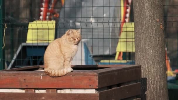 Homeless Red Cat Sitting Park Slow Motion Stray Cat Sunny — Vídeo de stock