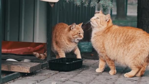 Two Stray Ginger Cats Eat Food Park Slow Motion Homeless — Wideo stockowe