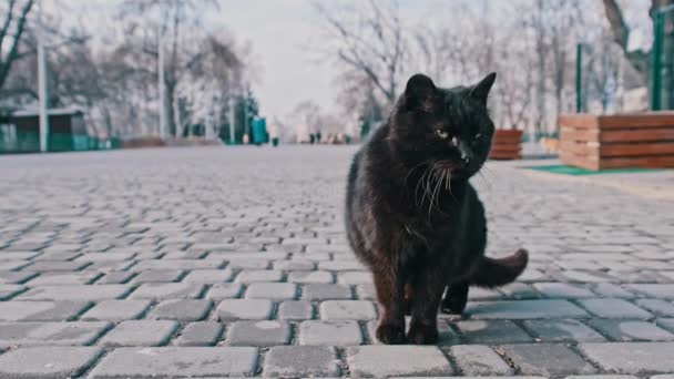 Stray Black Cat Sits Close Sidewalk Gray City Park Slow — Αρχείο Βίντεο