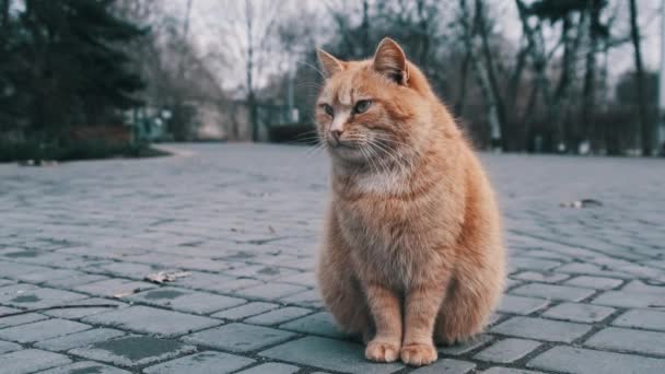 Stray Ginger Cat Sits Close Sidewalk Gray City Park Slow — Stockvideo