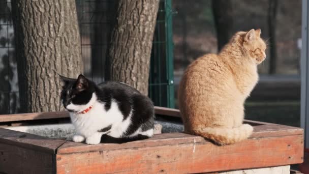 Two Stray Cats Ginger Black White Sits City Park Adorable — Stockvideo
