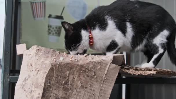 Black White Stray Cat Collar Eats Food Street Slow Motion — Αρχείο Βίντεο