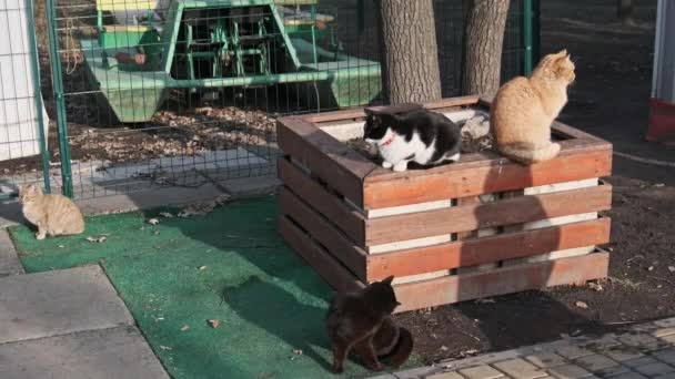 Lot Stray Cats Sitting Together Public Park Nature Slow Motion — Vídeos de Stock