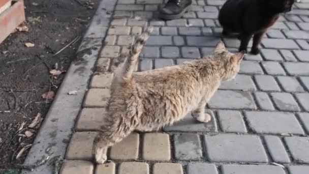 Lot Stray Cats Walk Together Public Park Wait Food Slow — Video