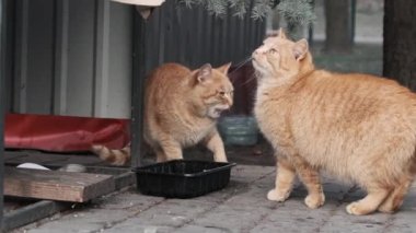 Two stray red cats eat food in the park in slow motion. Homeless adorable and fluffy wildcats try to survive outdoors. Cute ginger wild cats. Perfect for animal lovers, support animal welfare. 4K