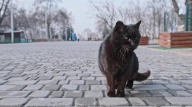 Yalnız bir evsiz siyah kedi, gri bir şehir parkında kaldırımda yavaş çekimde oturuyor. Aç sokak kedisi yiyecek arıyor. Bir bahar günü vahşi, sevimli bir kedi doğada. Dışarıdaki sevimli yaban kedisi. 4K