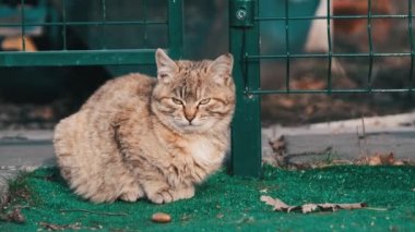 Portrait of a stray grey cat sitting on the street and looking for food. Homeless cat closeup in the city park in slow motion. Wild cute cat on a spring day. Stray animals in nature.
