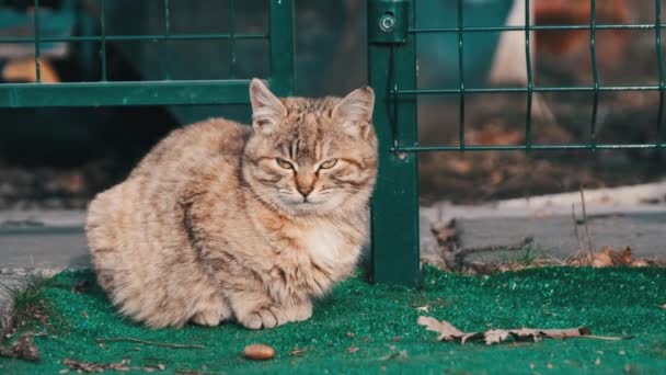 Portrait Stray Grey Cat Sitting Street Looking Food Homeless Cat — Vídeos de Stock