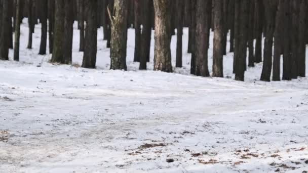 若い女性は 松林の冬の木の間の雪の道で自転車に乗る スローモーション ウッドランドトラックで自転車に乗るサイクリストの1人 自転車で自転車に乗る 健康的なライフスタイル 積極的な趣味 スポーツ — ストック動画