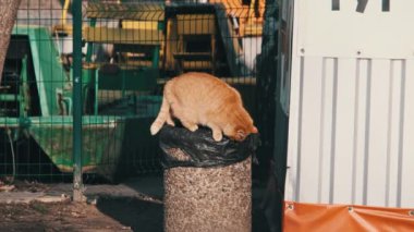 Homeless ginger cat stands on a trash can in the park looking for food. Stray hungry red cat in the city park in slow motion. Wild cute red cat on a spring sunny day. Stray animals in nature. 4K