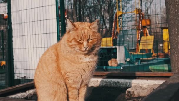 Stray Ginger Cat Sitting Park Slow Motion Homeless Fluffy Cat — Vídeos de Stock
