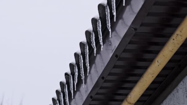 Icicles Hang Roof House Winter Day Row Winter Icicles Hang — Video Stock