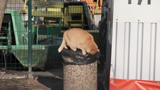 Stray Ginger Cat Stands Trash Can Park Looking Food Homeless — Stock Video