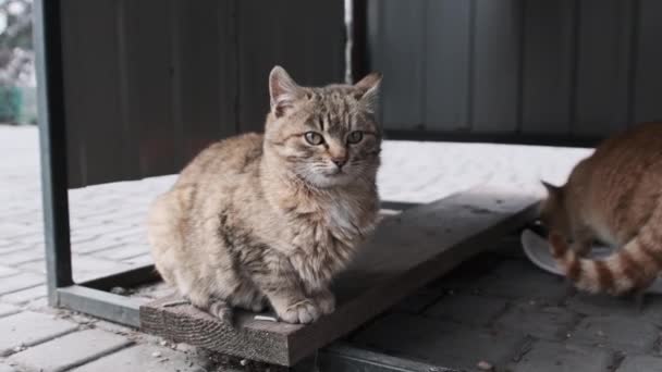 Два Бродячих Грайливих Коти Вулиці Повільному Русі Сірі Імбирні Дикі — стокове відео