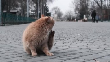 Stray ginger cat sits close-up on the sidewalk in a gray city park in slow motion. A lonely hungry homeless cat looking for food. Wild cute cat in nature on a spring day. Cute wildcat outdoor. 4K