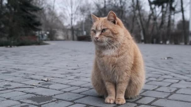 Lonely Stray Ginger Cat Sits Close Sidewalk Gray City Park — Stok video