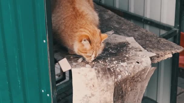 Stray Ginger Cat Eat Food Park Slow Motion Homeless Cute — Stock Video