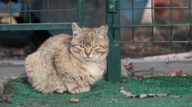 Sokakta oturup yiyecek arayan başıboş gri bir kedinin portresi. Evsiz kedi, şehir parkında yavaş çekimde yakınlaşıyor. Bahar günü vahşi, sevimli bir kedi. Doğada başıboş hayvanlar.