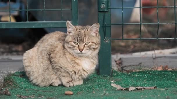 Retrato Gato Gris Extraviado Sentado Calle Buscando Comida Primeros Planos — Vídeo de stock