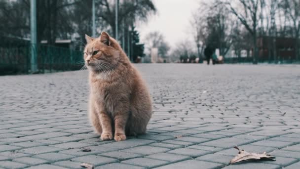 Gato Rojo Solitario Sin Hogar Sienta Cerca Acera Parque Gris — Vídeo de stock