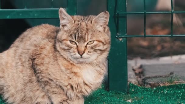 一个无家可归的灰色猫坐在街上寻找食物的画像 在城市公园里慢动作地移动猫特写 春天的一天 野猫很可爱 大自然中的野生动物 — 图库视频影像