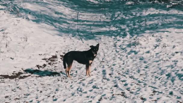 Samotny Bezdomny Czarny Pies Świeżym Powietrzu Zimowym Śnieżnym Krajobrazie Szukający — Wideo stockowe