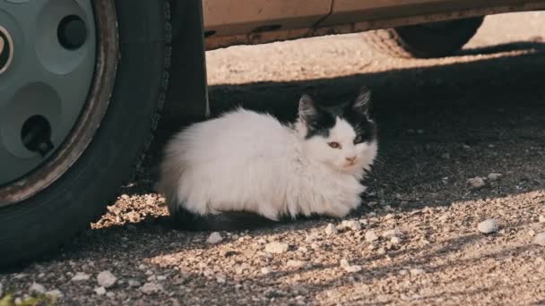 Stray Cat Lies Road Wheel Car Homeless Cat Street Sits — Stock Video