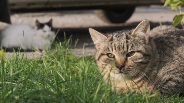 无家可归的猫在街上的绿草中休息 秋天的一天 灰白色的流浪猫躺在地上 被太阳照得发亮 猫嘴的近视 — 图库视频影像