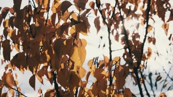秋天的黄叶落在树梢上 映衬着天空 映衬着阳光 叶脉在轻风中飘扬的背景 秋天的颜色 金黄色的树叶 概念平静和安宁 — 图库视频影像