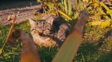 Evsiz kedi sokakta yeşil çimlerde dinleniyor. Gri ve beyaz sokak kedisi sonbahar günü güneşin altında yerde yatar. Kedilerin ağızlıklarını kapatın..