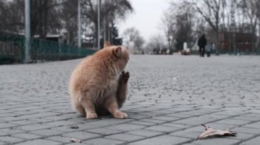 Yalnız, evsiz kırmızı kedi, gri bir şehir parkında kaldırımda yavaş çekimde oturuyor. Aç sokak kedisi yiyecek arıyor. Bir bahar günü vahşi, sevimli bir kedi doğada. Dışarıdaki sevimli yaban kedisi. 4K