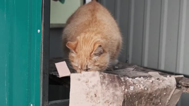 Бездомный Красный Кот Ест Еду Парке Замедленной Съемке Строгий Симпатичный — стоковое видео