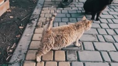 Birçok evsiz kedi halka açık bir parkta birlikte yürürler ve yemek için beklerler, ağır çekimde. Çok renkli bir kedi sürüsü dışarıda. Bir grup sokak kedisi bahar günü bir kadının yanında yürüyor..