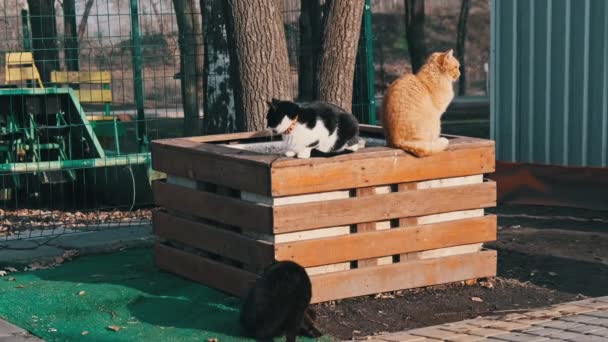 Lot Stray Cats Sitting Together Public Park Nature Slow Motion — Αρχείο Βίντεο