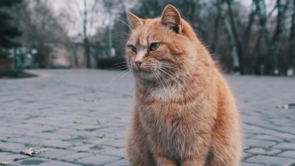 Stray Ginger Cat Sits Close Sidewalk Gray City Park Slow — Vídeo de Stock