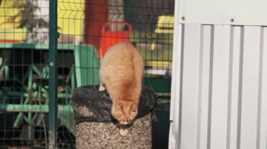 Homeless ginger cat stands on a trash can in the park looking for food. Stray hungry red cat in the city park in slow motion. Wild cute red cat on a spring sunny day. Stray animals in nature. 4K