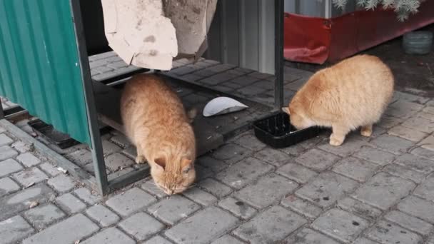 Two Stray Ginger Cats Eat Food Park Slow Motion Homeless — Stockvideo