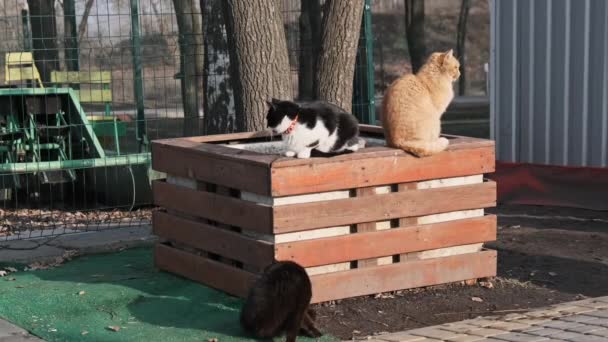 Lot Stray Cats Sitting Together Public Park Nature Slow Motion — Vídeo de stock