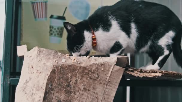 Чорно Білий Бродячий Кіт Коміром Їсть Їжу Вулиці Повільному Русі — стокове відео