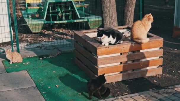 Lot Stray Cats Sitting Together Public Park Nature Slow Motion — Αρχείο Βίντεο